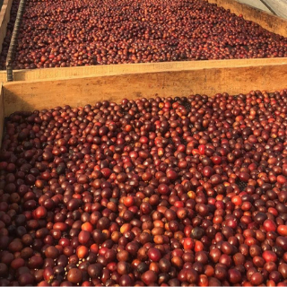 SUGAR CANE Decaf processed Coffee