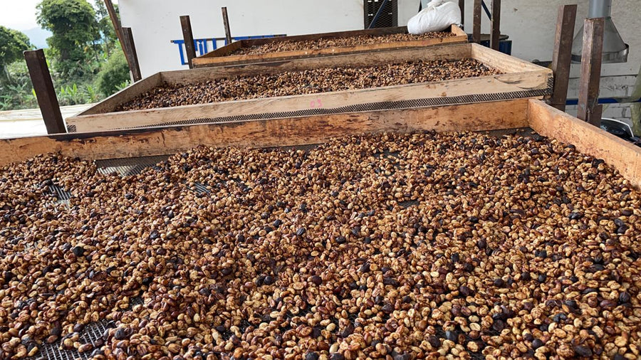 Mina Rica Honey Process. SCA: 82.5 | $4.25/lb