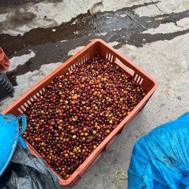 Duberney Cifuentes | Colombia Natural | Tolima, Colombia