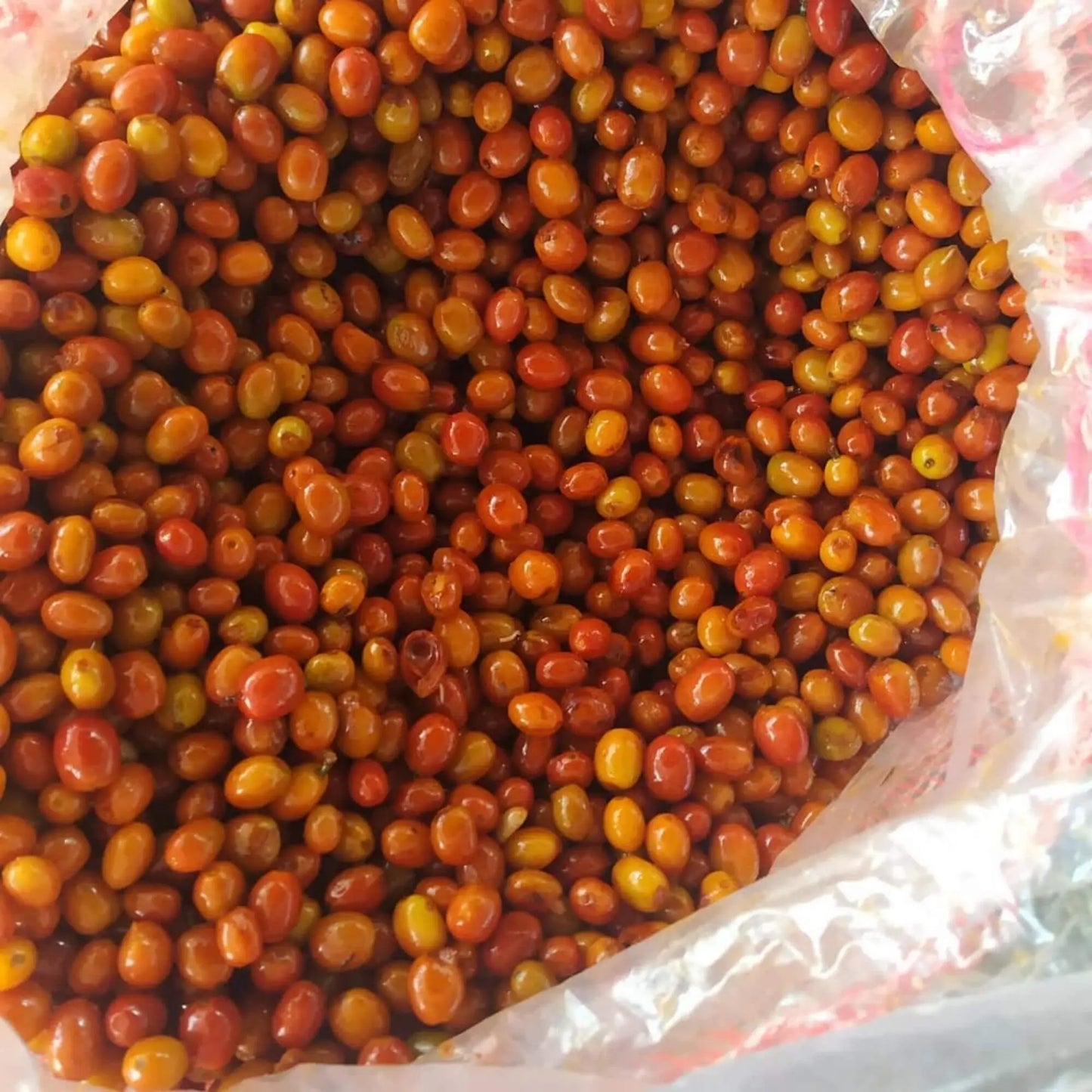 Colombian Origins Discovery — 2-Bag Exploration Set