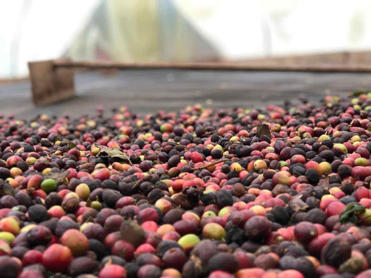 coffee cherries drying for natural process