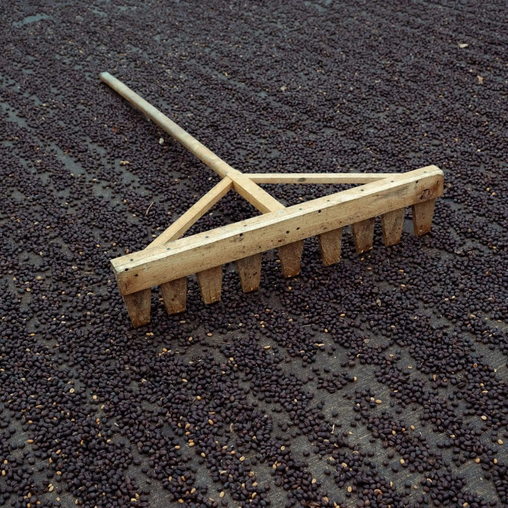 Wilder Lazo SL 28 Natural Process