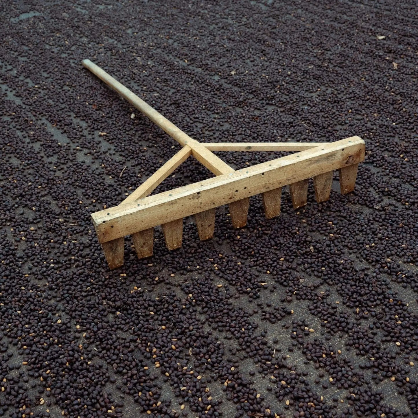 Wilder Lazo SL 28 Natural Process