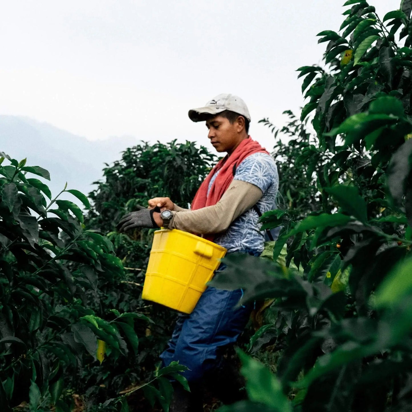 Wilder Lazo SL 28 Lavado Washed Process